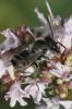 Megachile sp.